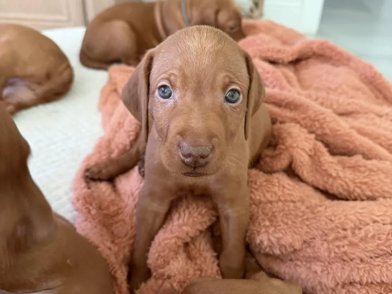 George's Vizslas