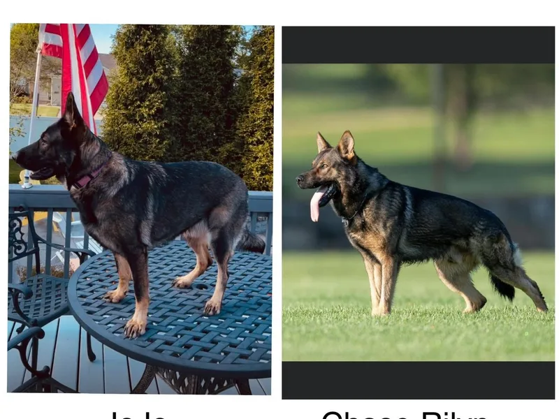 Georgene German Shepherds