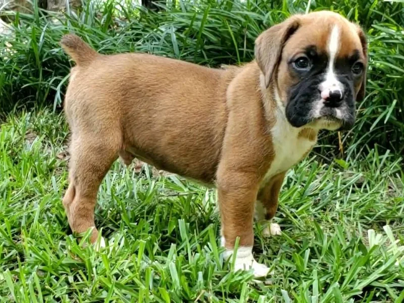 Georgia Boxer Puppies