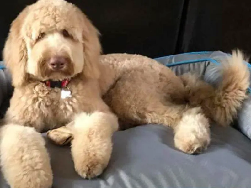 Georgia Doodle Dogs