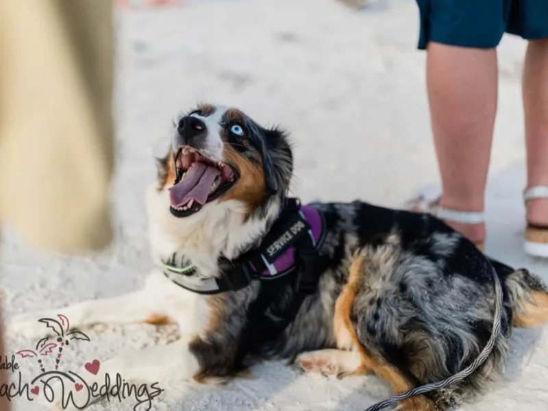 Georgia Peach Aussies