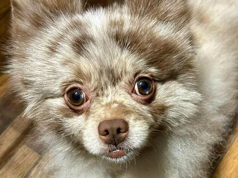 Geovibes Pomeranians