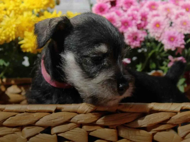Gerhauzer's Schnauzers