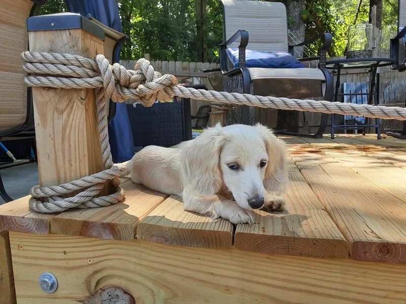 German Lickers-n-Whines