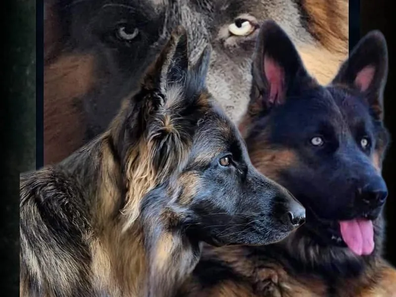 German Shepherd Haus