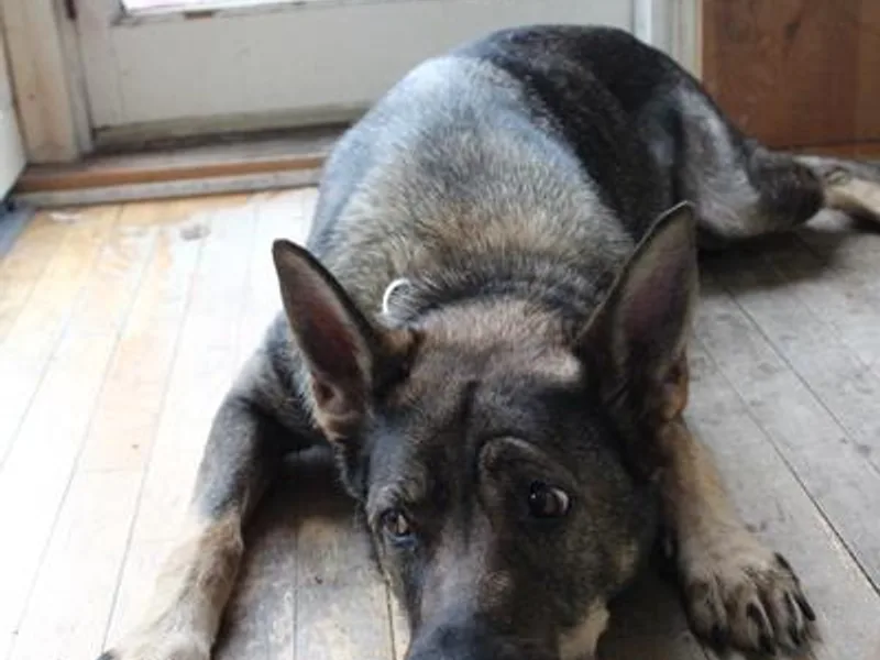 German Shepherd Sables photo 1