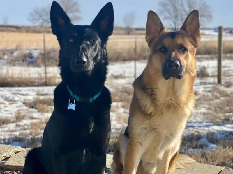 German Shepherds