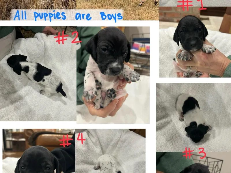 German Shorthair Pointers