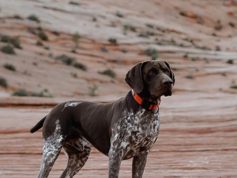 German Shorthaired Pointer Gun Dogs