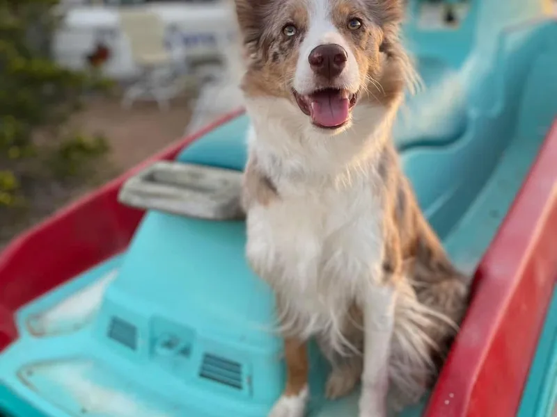 Geronimo Creek Border Collies