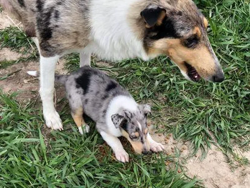 Gessert’s lil blessings