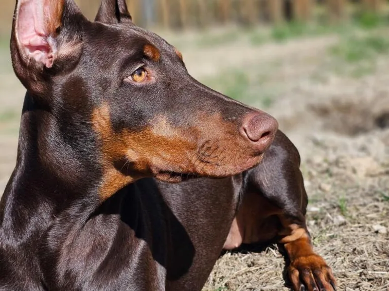 Get a Grip Dobermans