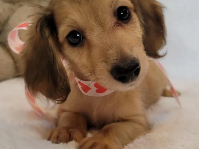 Get A Long Little Doggie