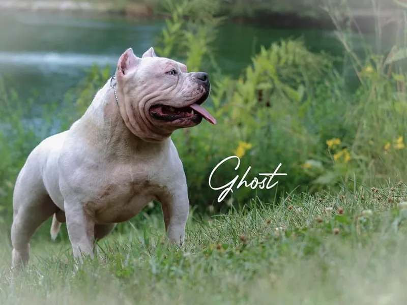 Get It Right Bullyz photo 1