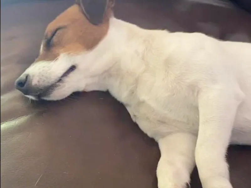 Geyliana's Russell Terriers