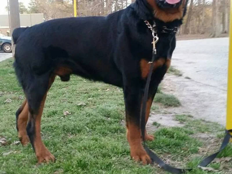 GHK Grind Hard Kennels