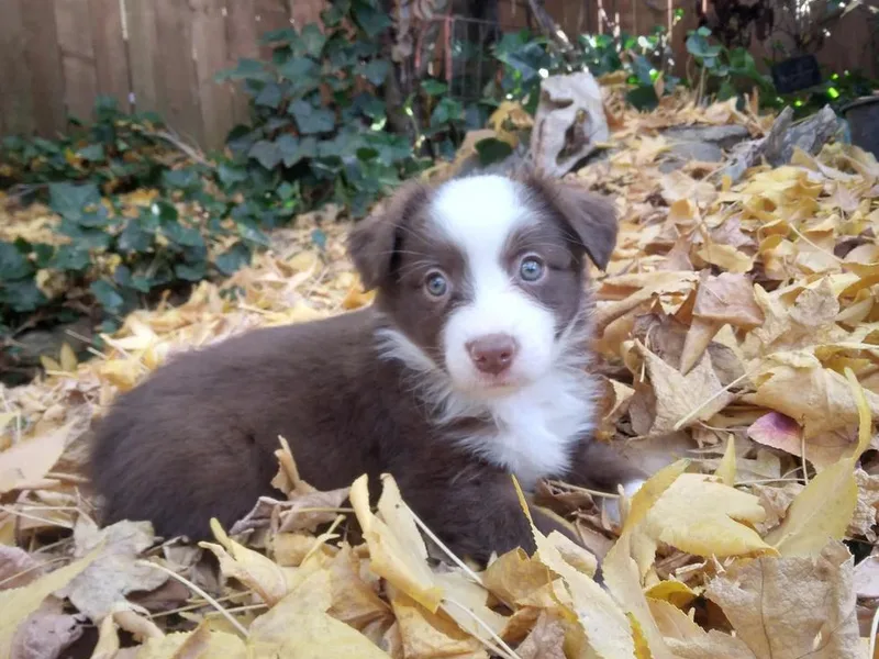 Ghostfire Mini Aussies