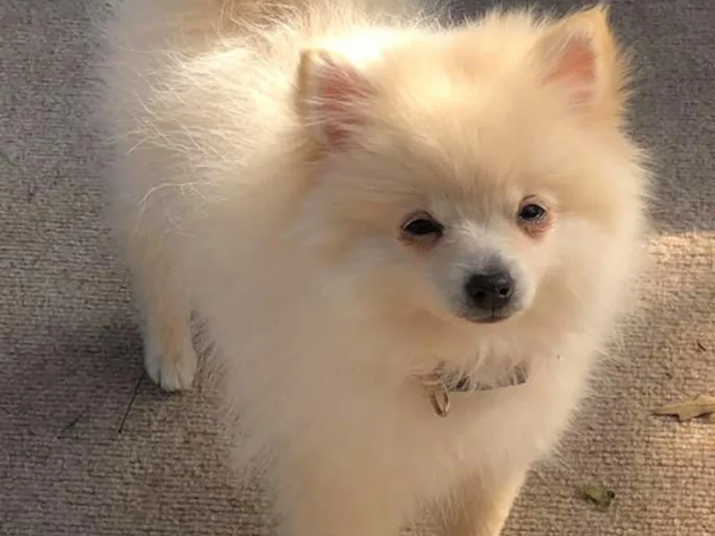 Gibbs Gorgeous Paws LLC