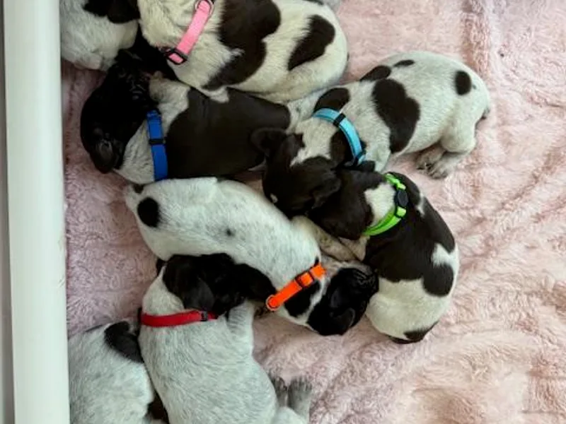 GIBSONS GSP'S