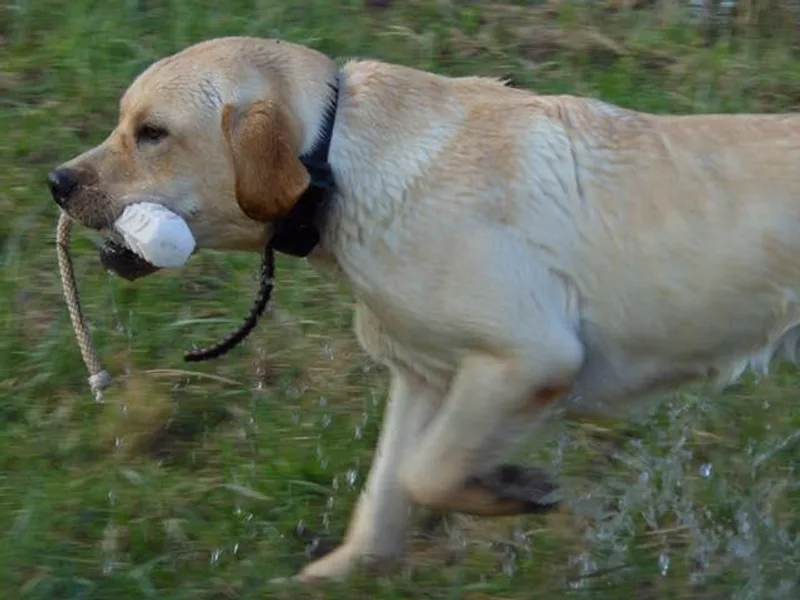 Gifford Ranch Labradors