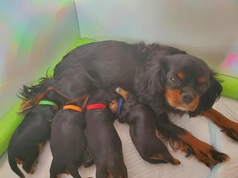 Gigi's Cavalier Puppies