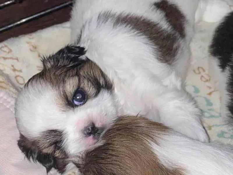 GiGi’s Little Tzu