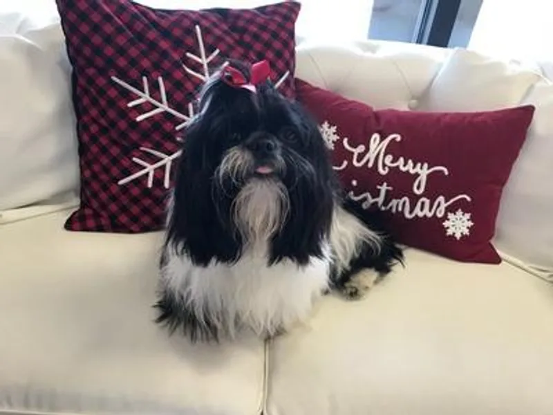 Gigi’s Shih tzu