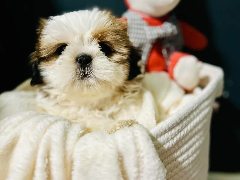 Gigi’s Superior Shih Tzus