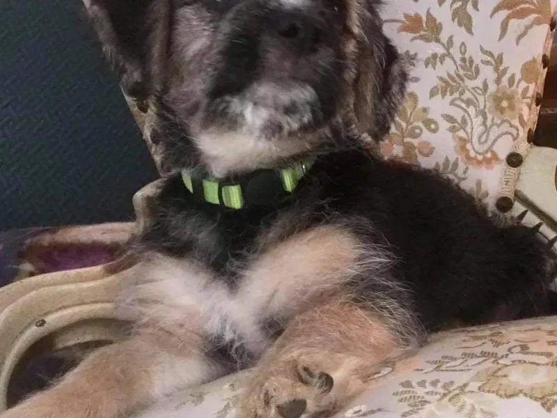 Gigi's Terriers photo 1