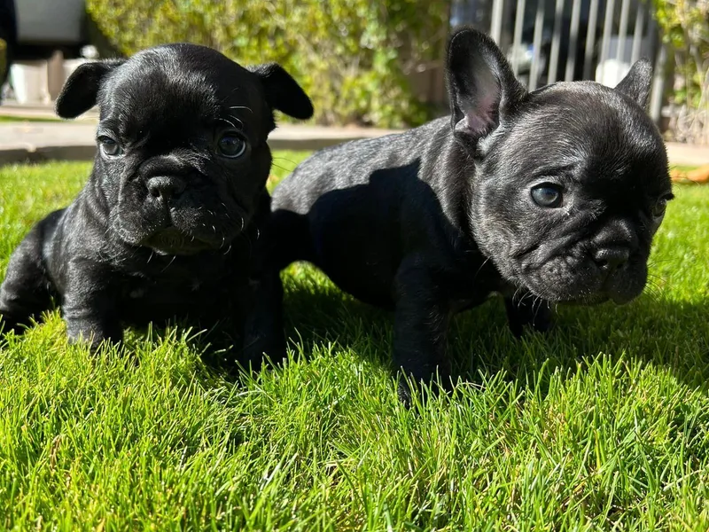 Gilbert Puppies photo 1