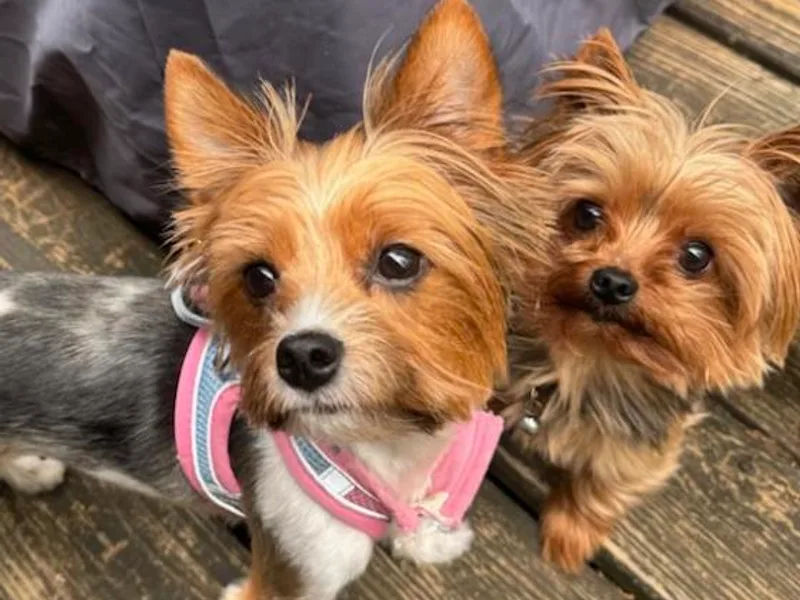 Gilmore Yorkies