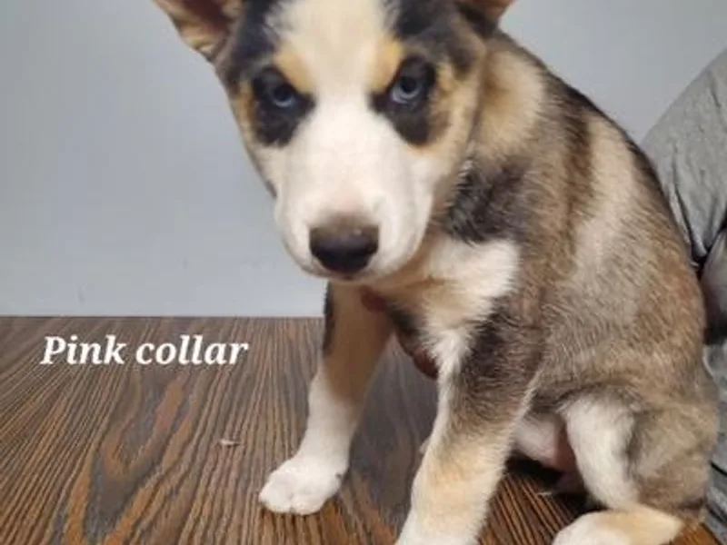 Gindlesberger Siberian Huskies