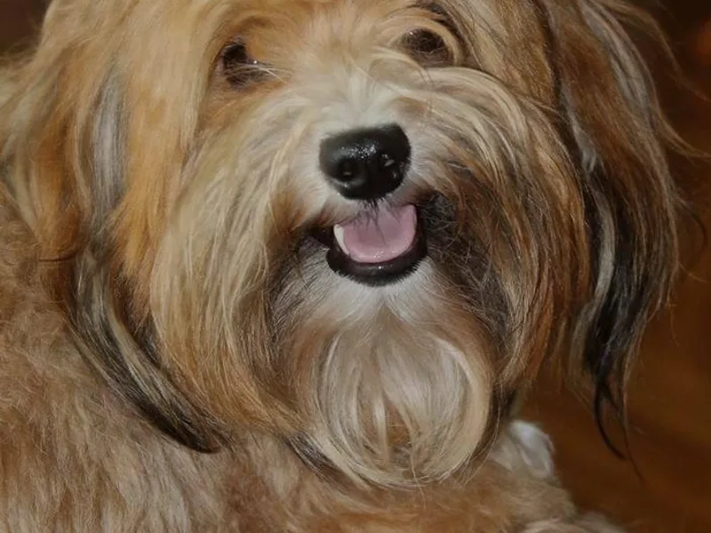 Gingerbred Havanese