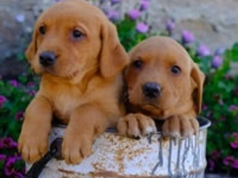 Gingerfox Gundogs photo 1