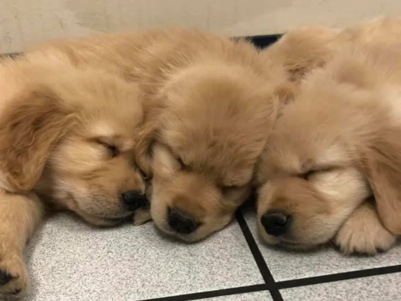 GingerRun Golden Retrievers