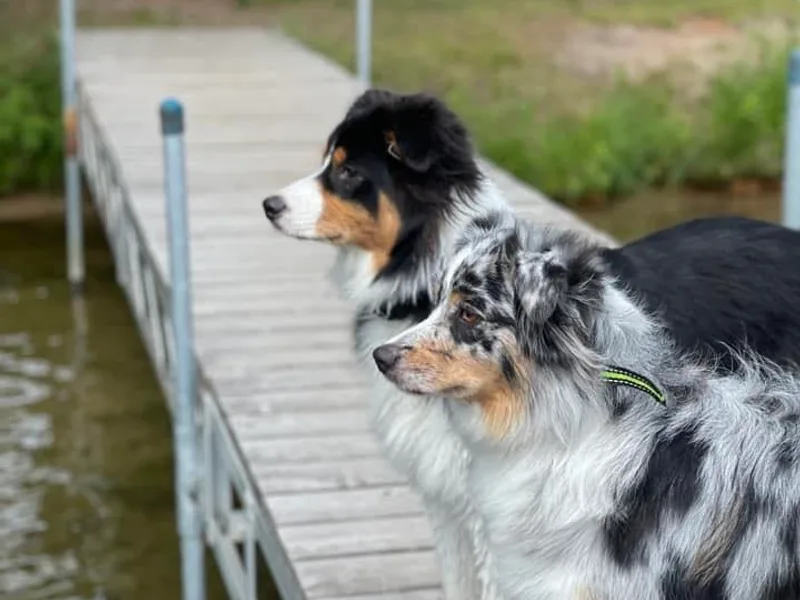 Glacier Big Sky Aussies