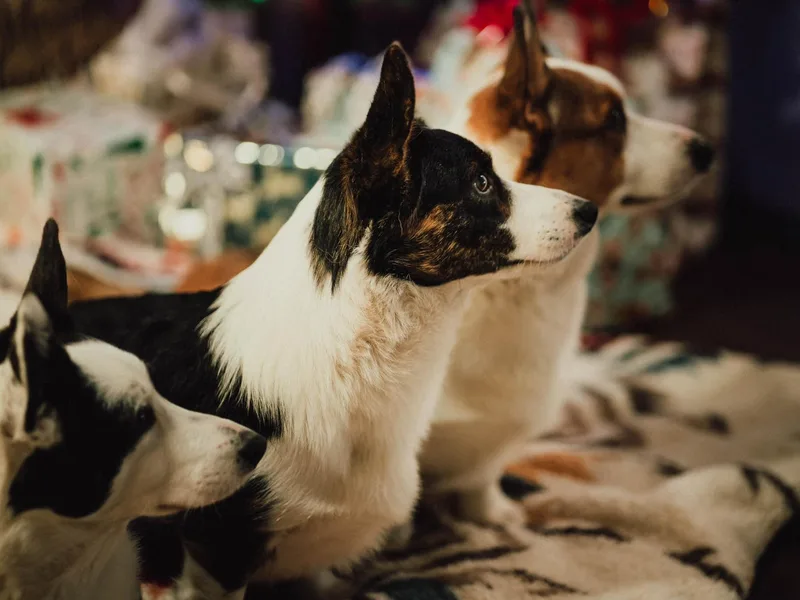 Glacier Cardigan Welsh Corgis