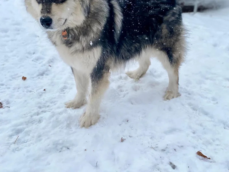 Glacier Malamutes