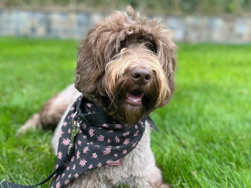 Glacier Peak Labradoodles