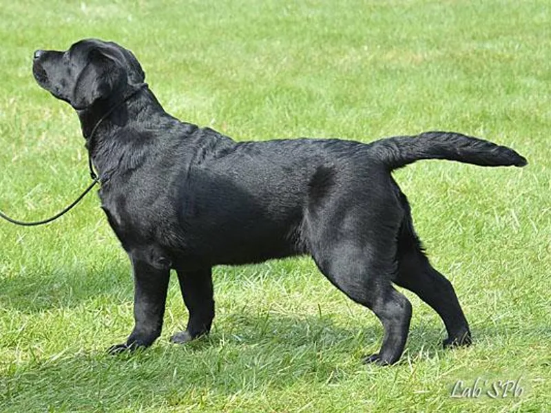 Glacieridge Labradors