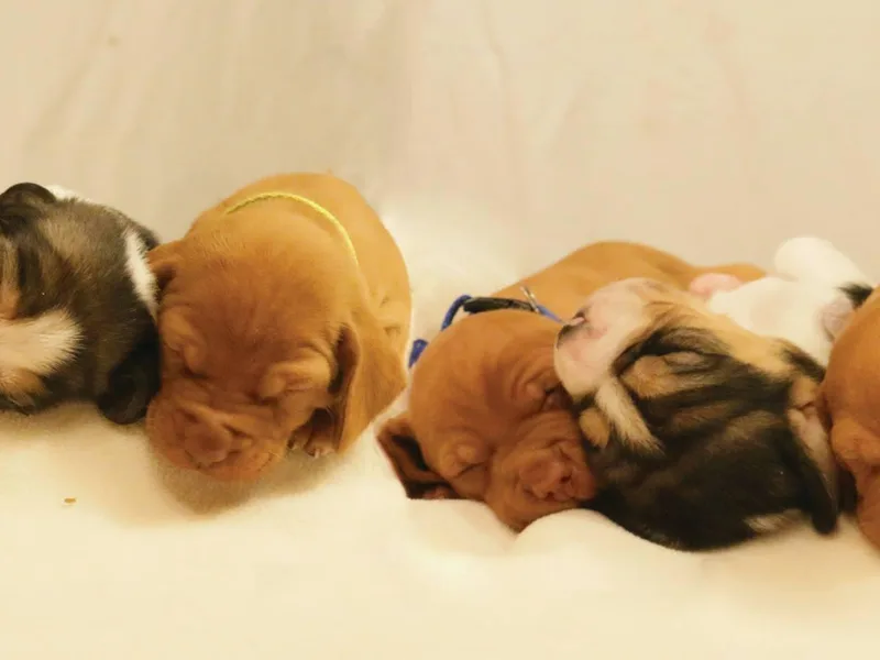 Glade Mill Sporting &amp; Hound