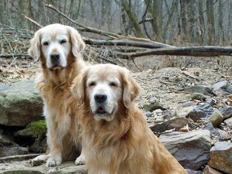 Gladys Berlin's Golden Retrievers