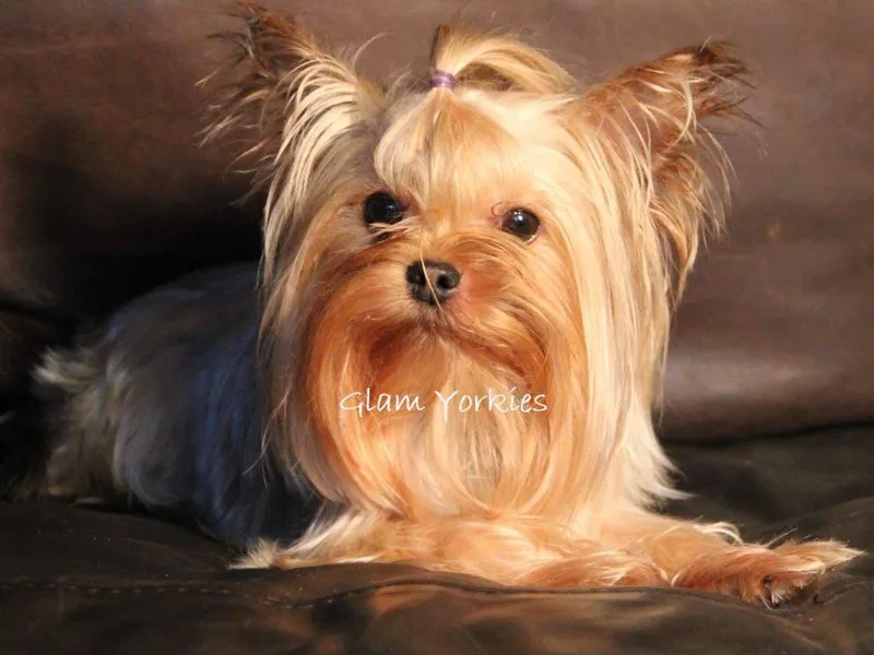 Glam Yorkies
