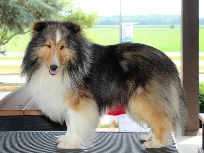 Glamar Shelties