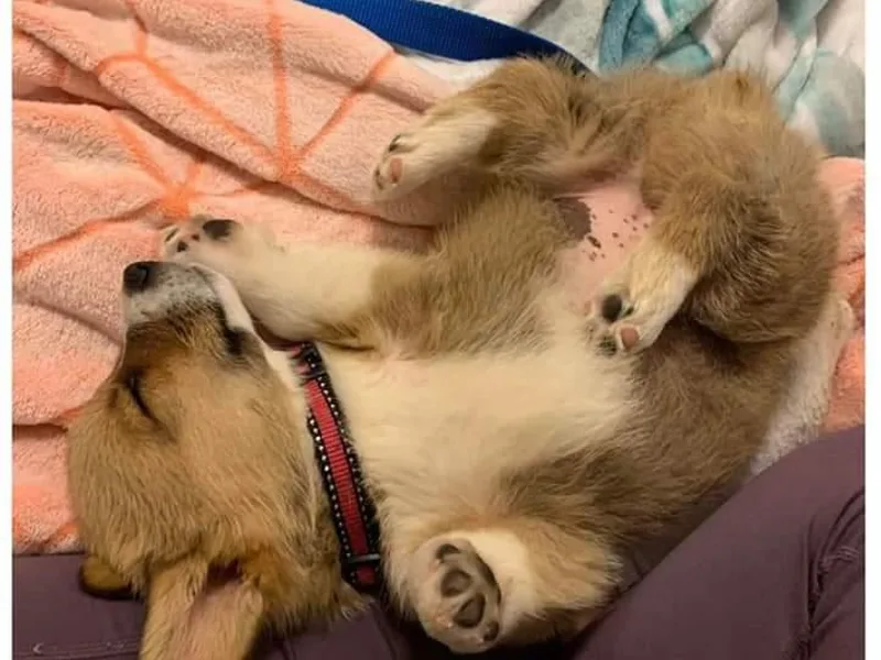 Glen Clova Keep Corgis
