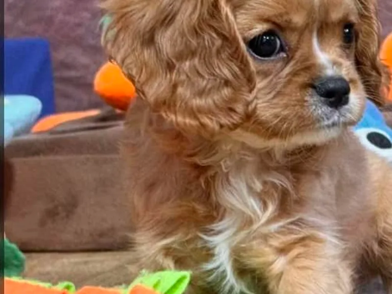 Glen Haven Cavaliers