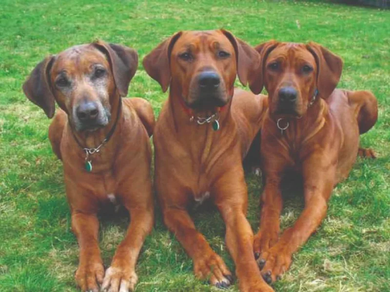 Glenaholm Rhodesian Ridgebacks