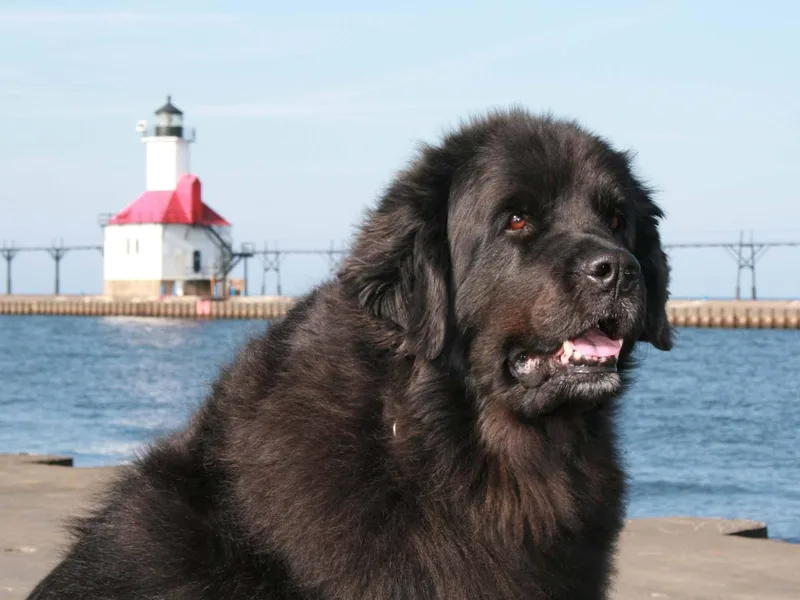Glenauldyn Newfoundlands