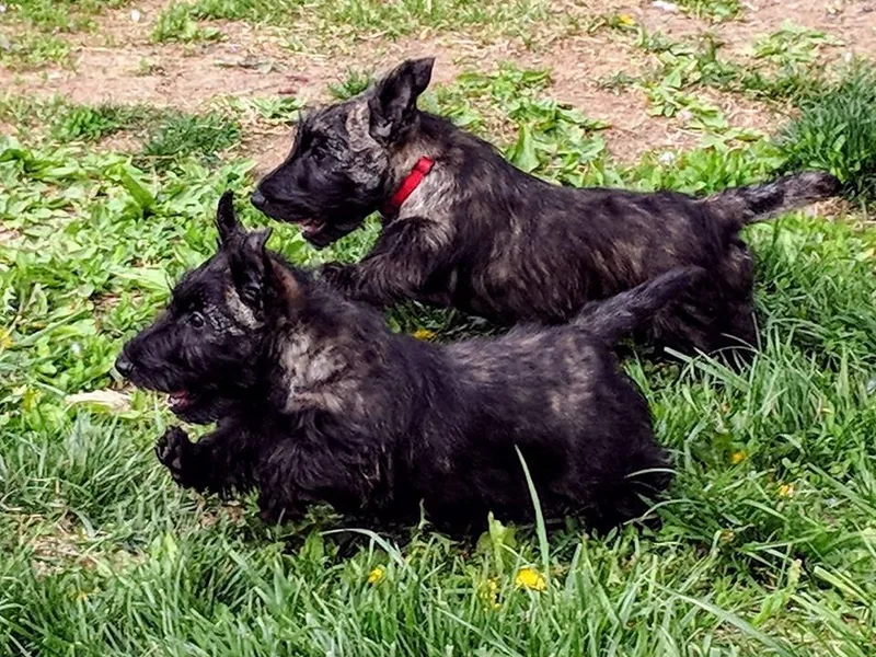 Glendarra Scottish Terriers