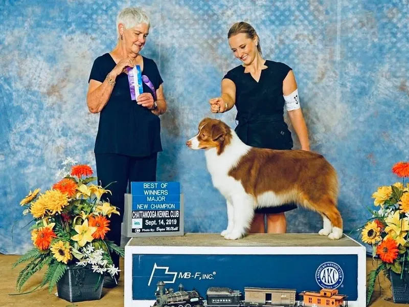 Glenlake Australian Shepherds